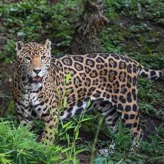 Man Films Jaguar From Ultra Close (Video)
