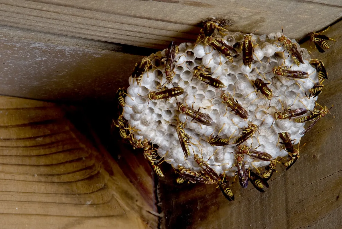 Climbers Stumbled Upon Yellowjacket Nest, Stung Over 100 Times