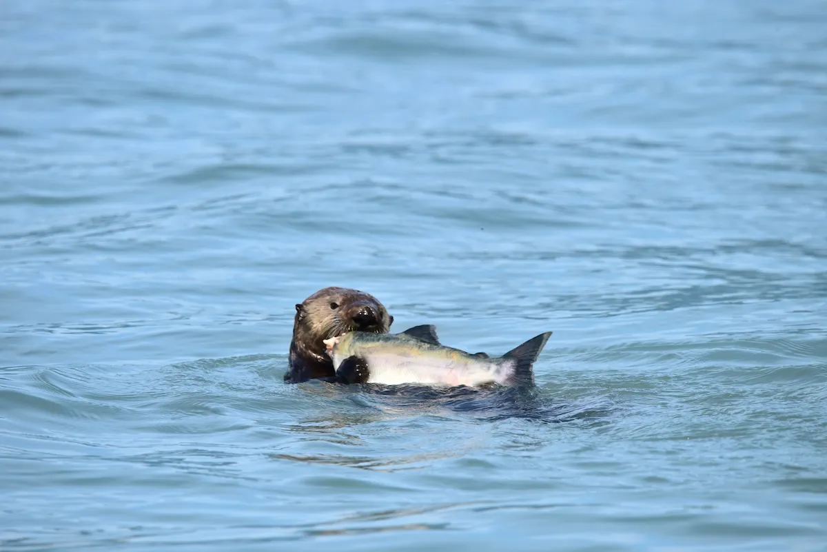 WATCH: Clever Otter Steals Huge Salmon From Seal