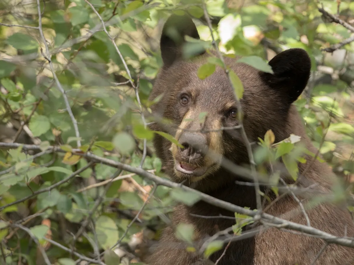 Bear Walks up to Man Reading a Book, Sniffs Him, and Leaves