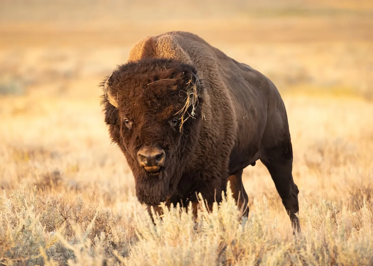 Photographer Films Injured Yellowstone Bison Spinning in Circles