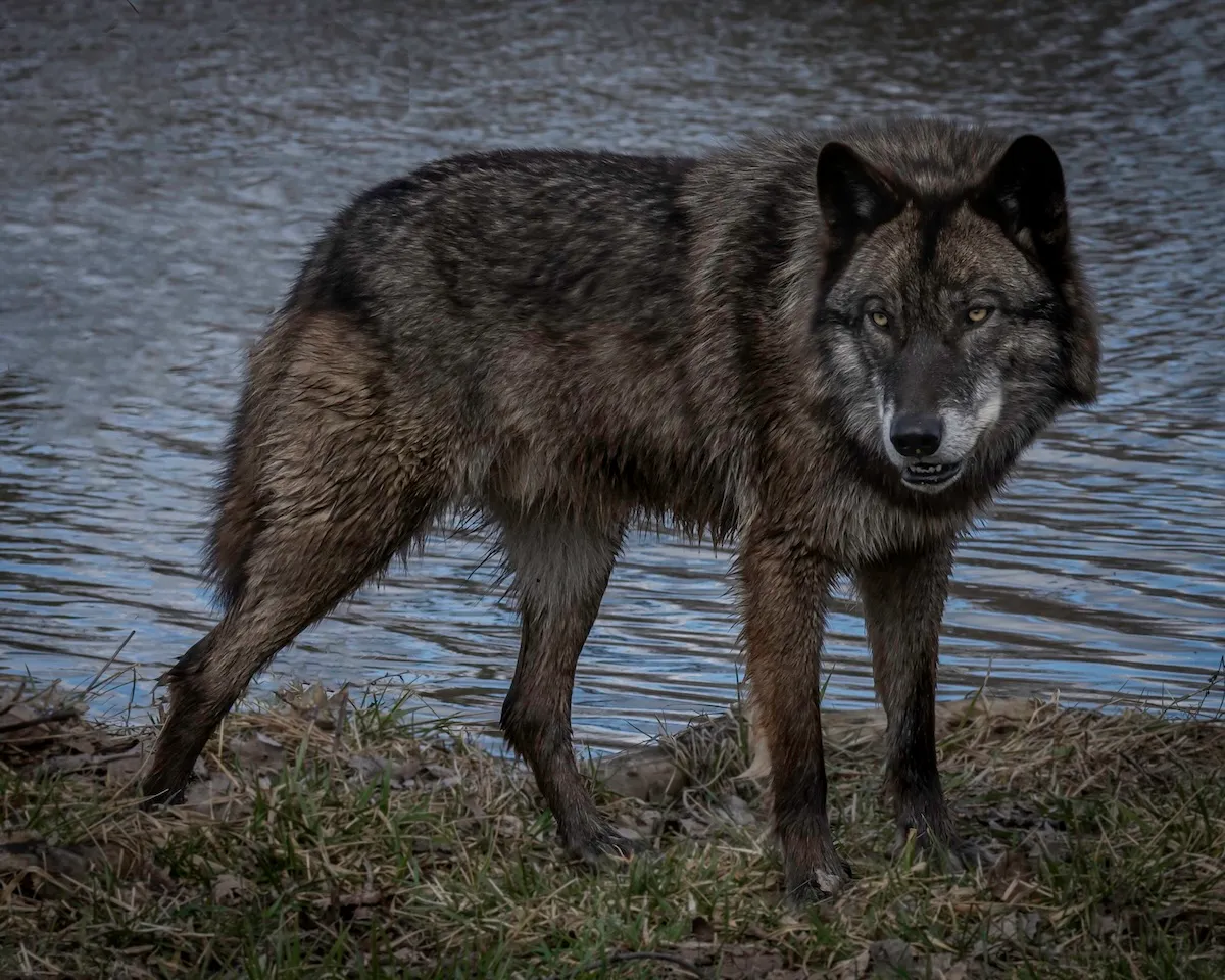 WATCH: Wolves and Grizzlies Hunt in a Creek Overrun with Fish