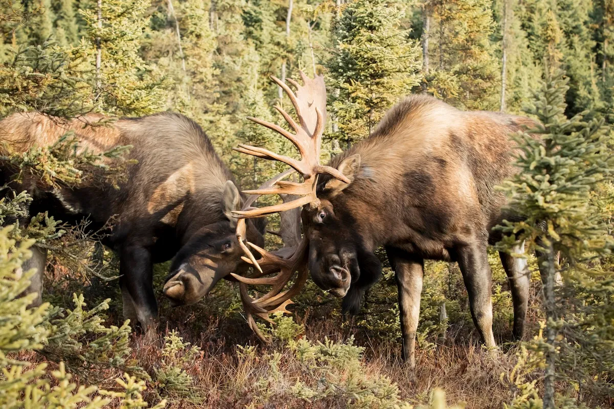 WATCH: Two Moose Bulls Battle in the Middle of the Street