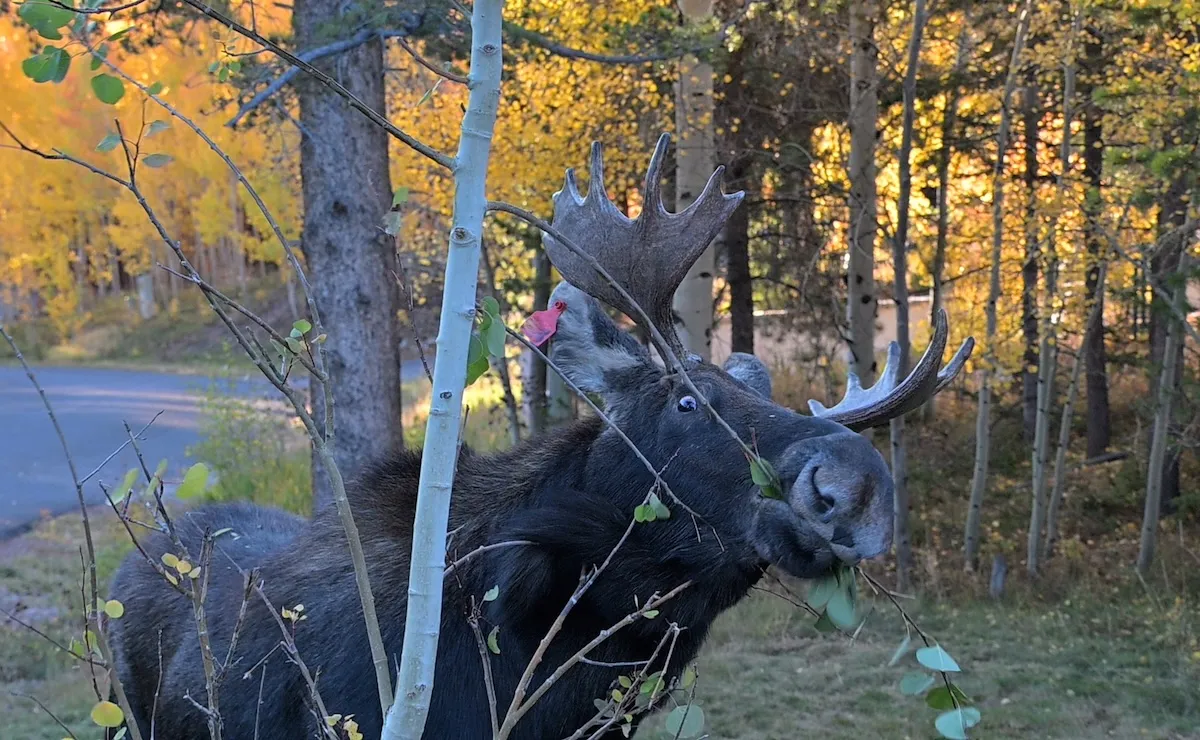 Large Bull Moose Meanders Down Street in Breckenridge (Video)