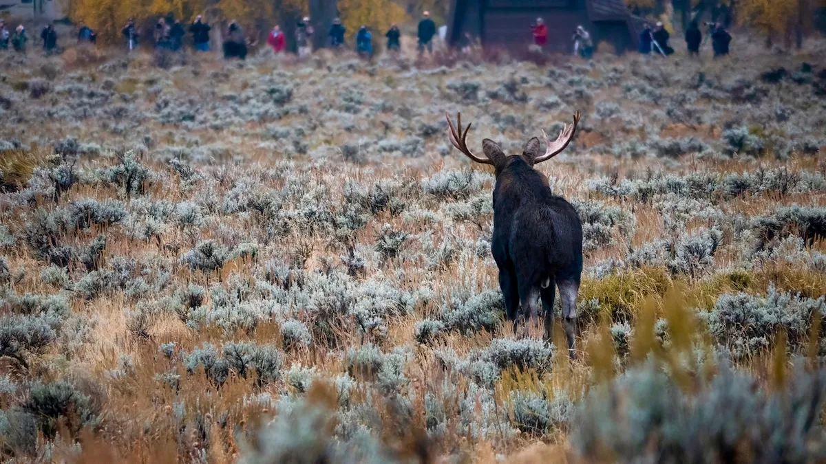 Moose Wades Through Tourists at Grand Teton National Park
