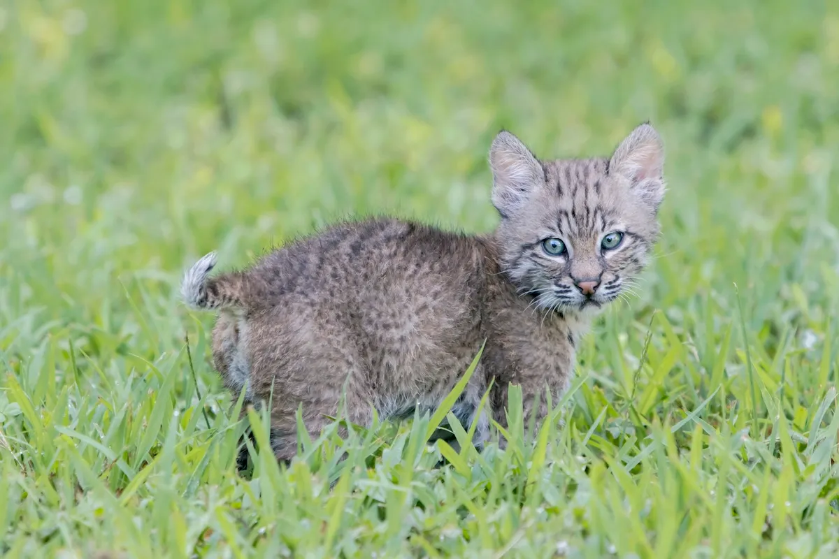 Baby Bobcats Hang Around Woman’s Back Porch (Video)