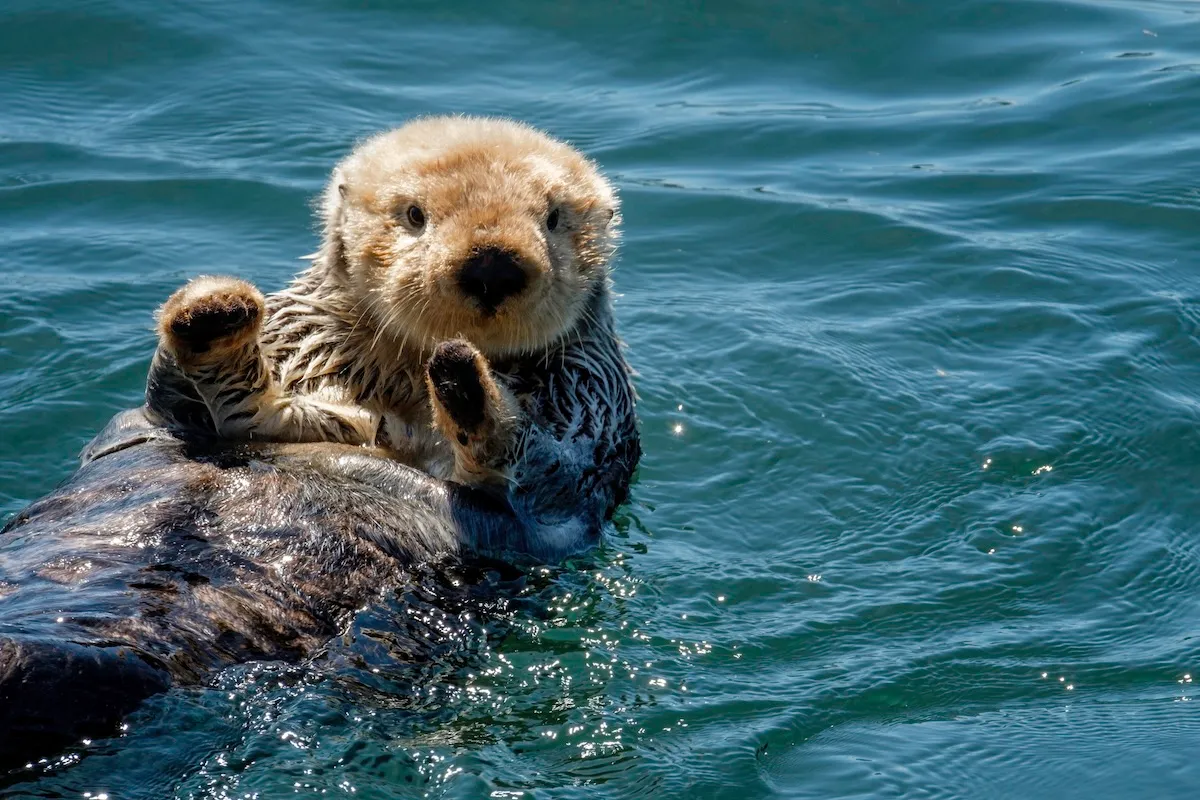 WATCH: Sea Otter Steals Pillow From Moss Landing Docks