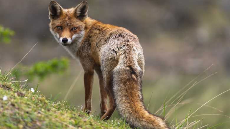 Fox Begs for Treats on New Mexico Golf Course (Video)