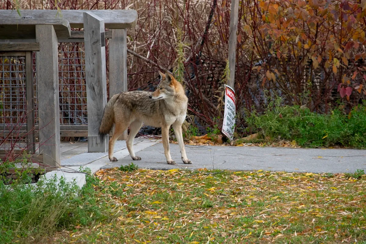 Clever House Cat Evades Coyote Strolling Through Neighborhood