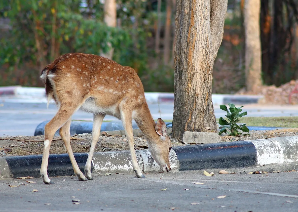 Deer Calmly Walks up to Elderly Couple in Parking Lot (Video)