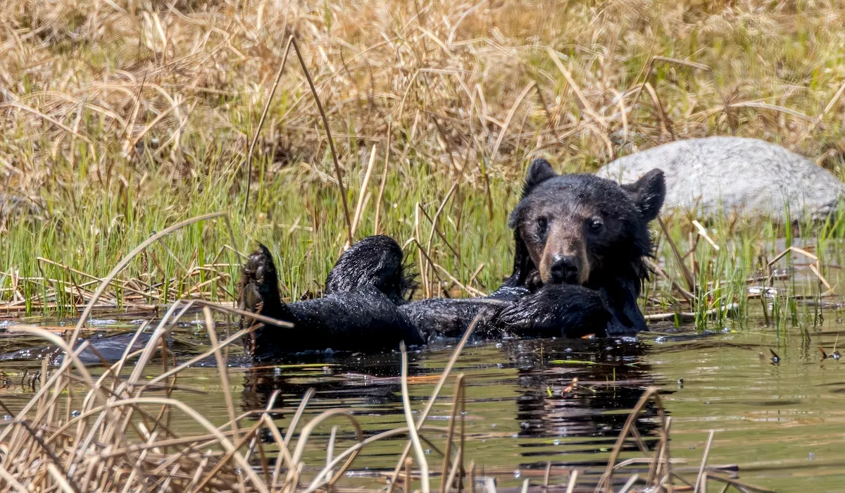 WATCH: Bear Enters Library, Predictably Eats Jar of Honey