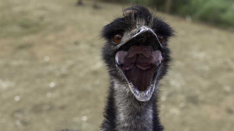 ‘Unique Situation’: Loose Emu Disrupts Traffic in Central California