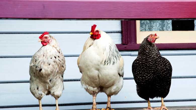 WATCH: Adventurous Chickens Slide Down Porch Railing