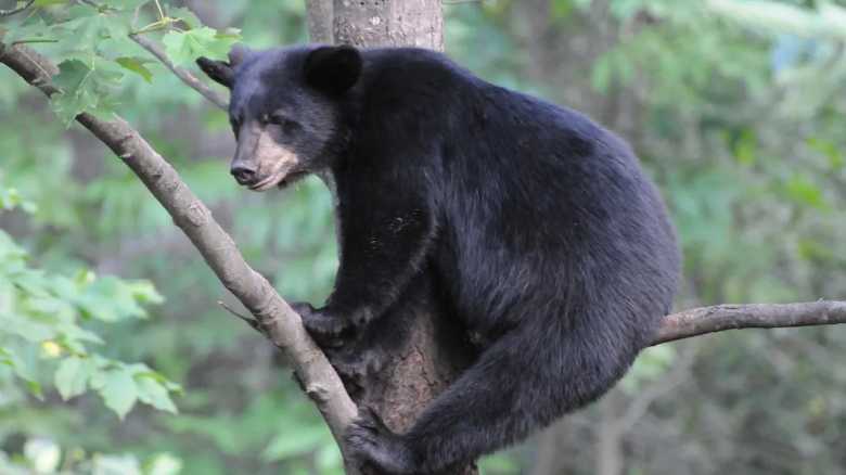 Man Plays Heavy-Metal Music to Scare Bears out of His Yard