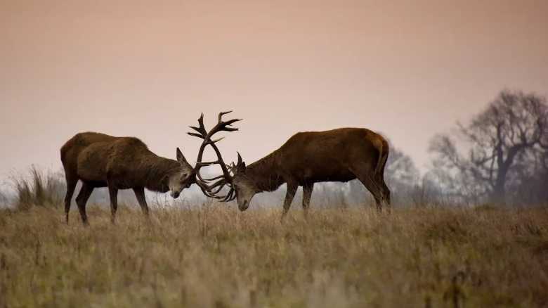Caught on Trail Cam: Buck Tosses Rival Into the Air Like a Ragdoll