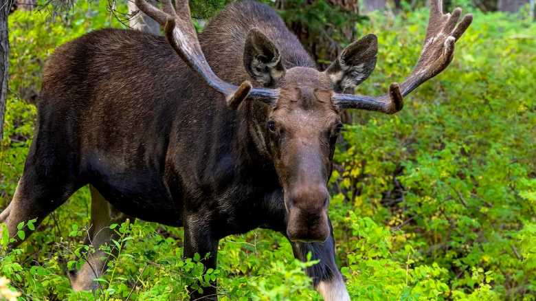 Man and Dog Have Close Call With Angry Moose in Sweden