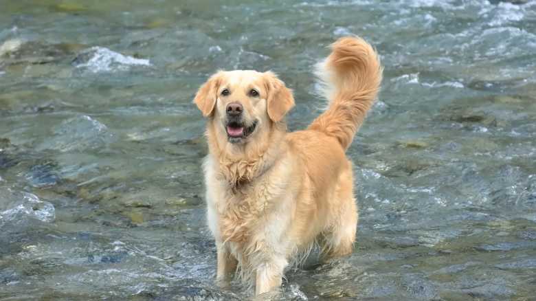 Happy Dog Runs Through River to Say ‘Hi’ to Kayakers (Video)