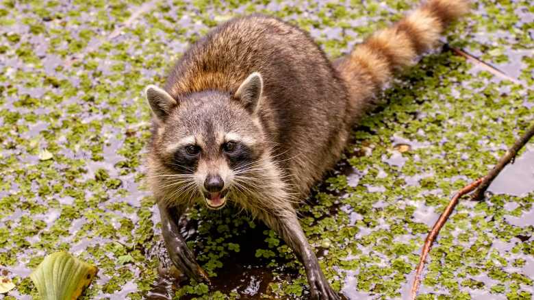 ‘Snack Standoff’: Raccoon Defends Its Food Stash Against Deer