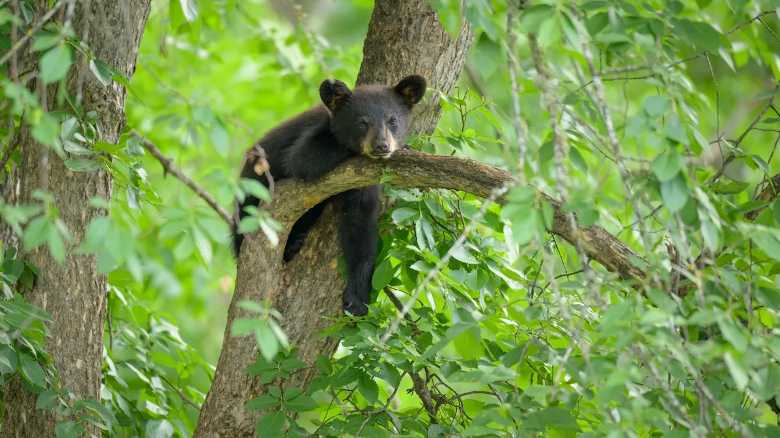 Bear Cubs Take ‘Midday Siesta’ in a Tree in Jackson Hole (Video)