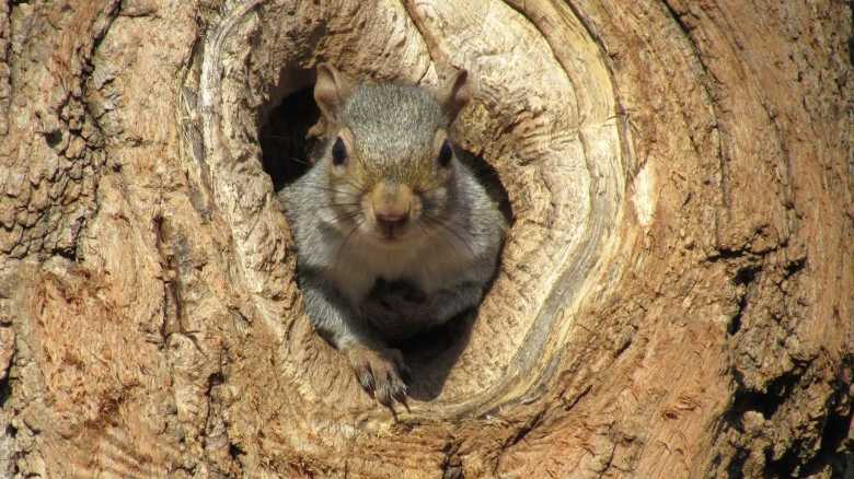 WATCH: Bad*ss Squirrel Snatches Snake out of Its Home