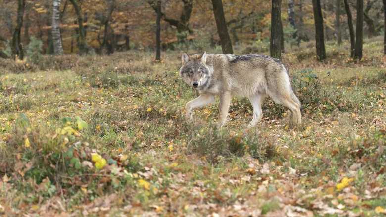 Jogger Has Terrifying Encounter With Wolves in Denmark (Video)