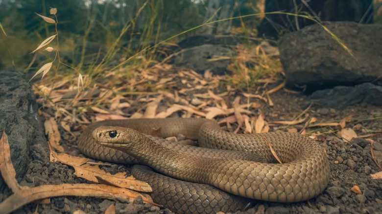 One of the Deadliest Snakes in the World Is Hiding in This Photo