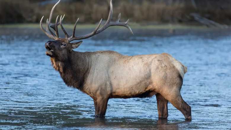 Sound on: Massive Bull Elk Bugles at Bystanders