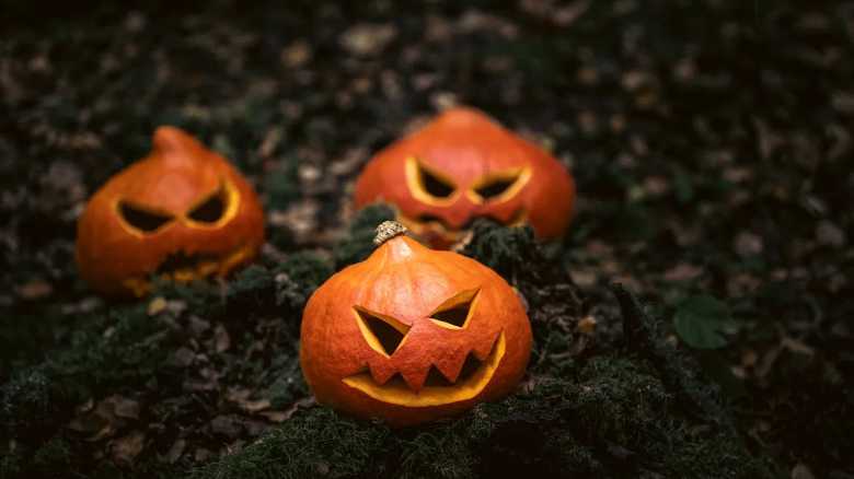 Wildlife Photographer Captures Halloween Scenes on Trail Cam