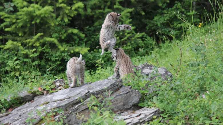 Bobcats Wrestle and Play in Adorable Video From Oregon (Video)