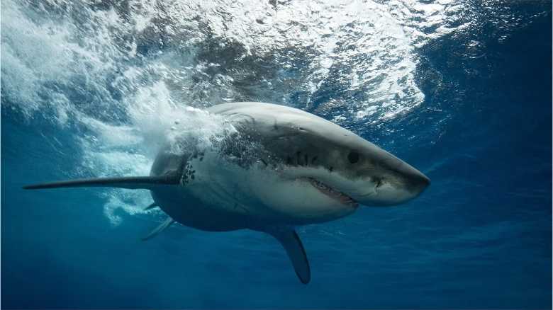 Kayak Fisherman Has Close Encounter With Great White Shark