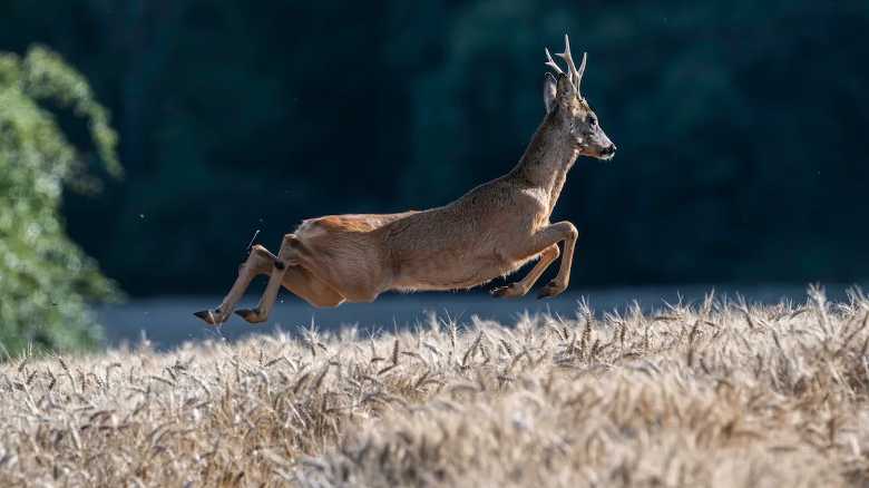 Caught on Body Cam: Deer Comes Crashing Through Window