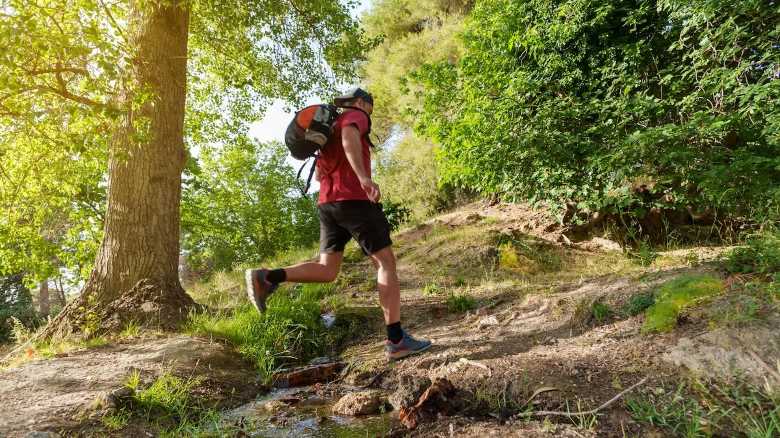 Trail Runner Goes on 6K Run and Spots How Many Bears??!
