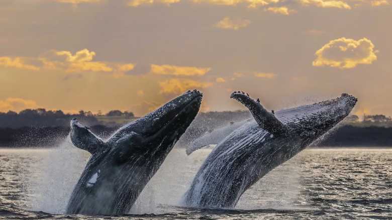Breaching Whales Put on Breathtaking Display in Juneau (Video)