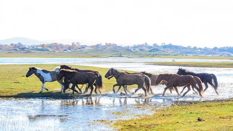 WATCH: Horses Chase Fox Through Pond in Europe