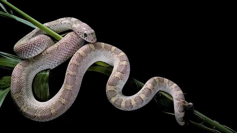 WATCH: Massive Pine Snake Expertly Climbs Tree in New Jersey