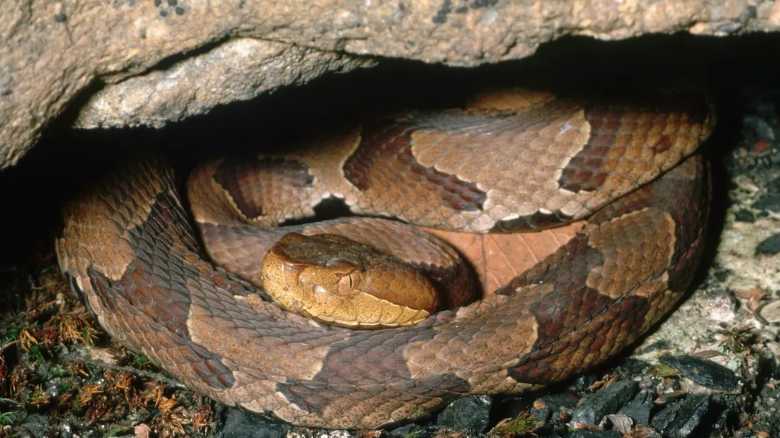 Hikers Find Themselves Surrounded . . . by Snakes (Video)