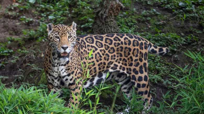 Man Films Jaguar From Ultra Close (Video)